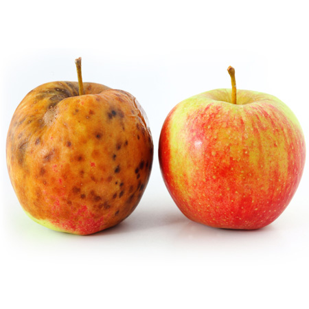 A rotten apple next to a healthy apple